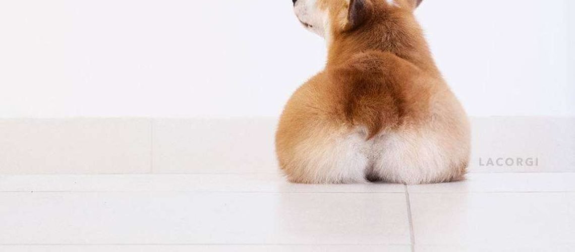 5d6fb71e7c9d3-corgi-sieu-vong-ba-noi-tieng-khong-kem-kim-kardashian-ad7aee64